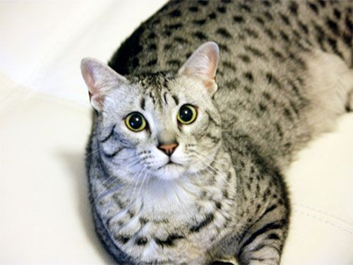 Gato Mau Egipcio