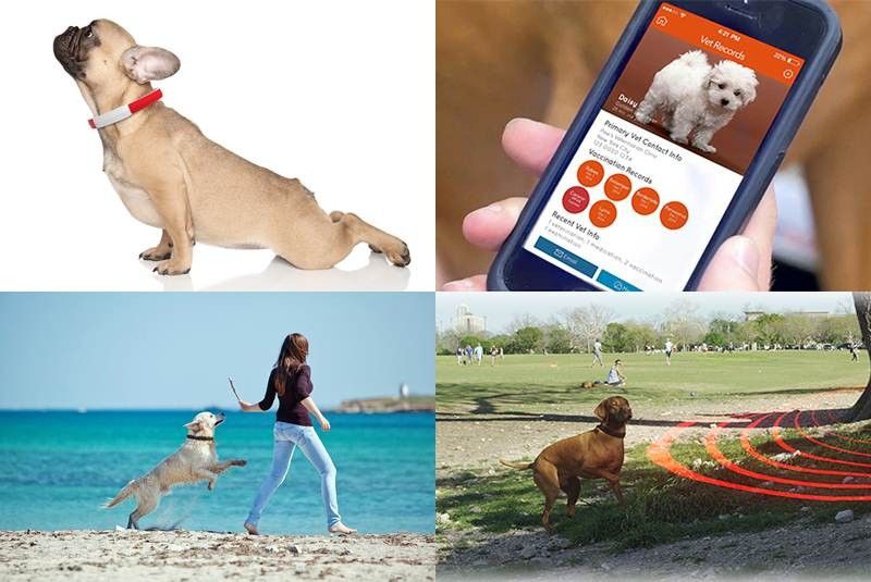 Collar de perro con aplicación móvil