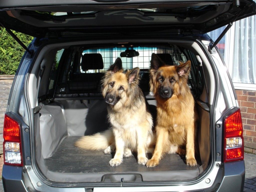 Viajar con perros en el coche