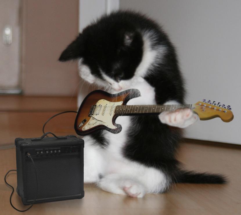 Música para gatos 