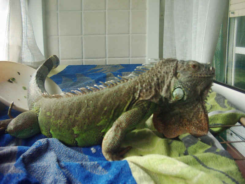 Iguana en casa 