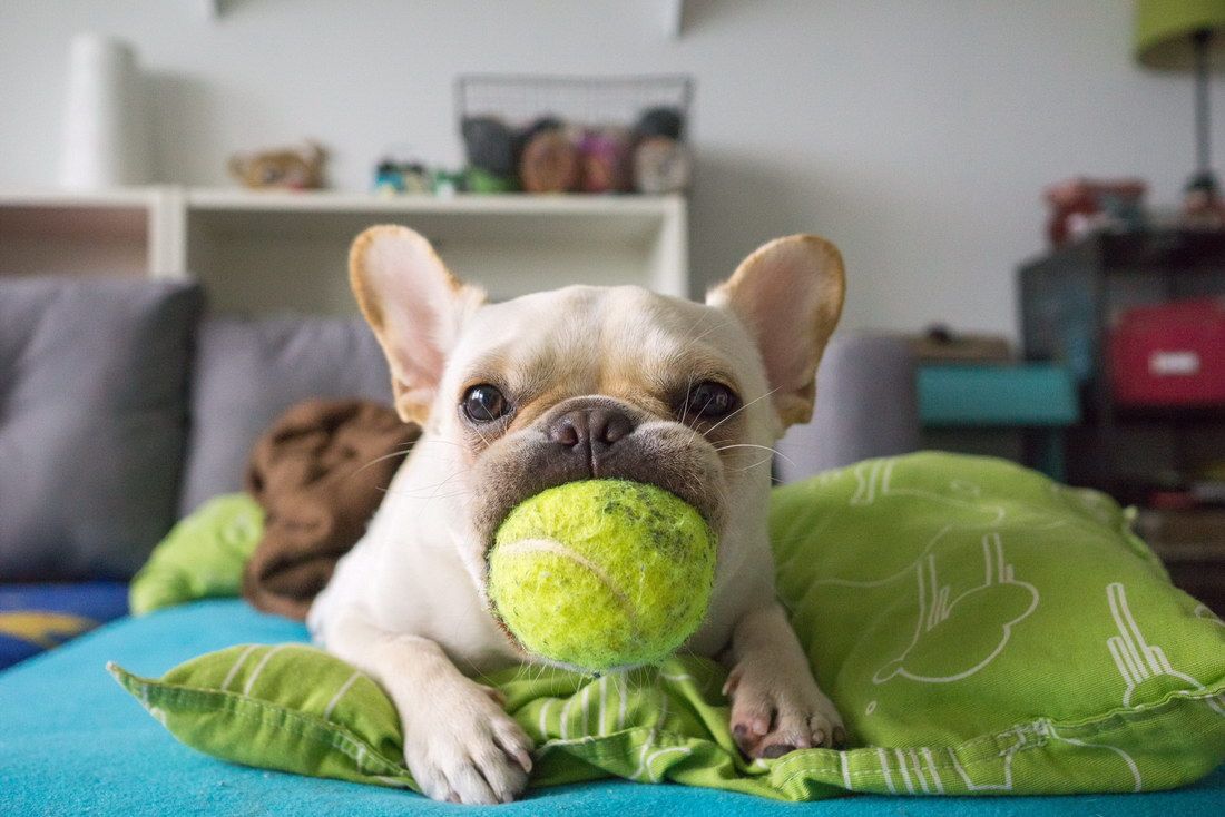 Perro y pelota de tenis 