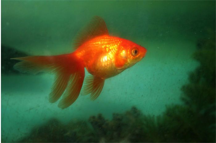 Un goldfish nadando
