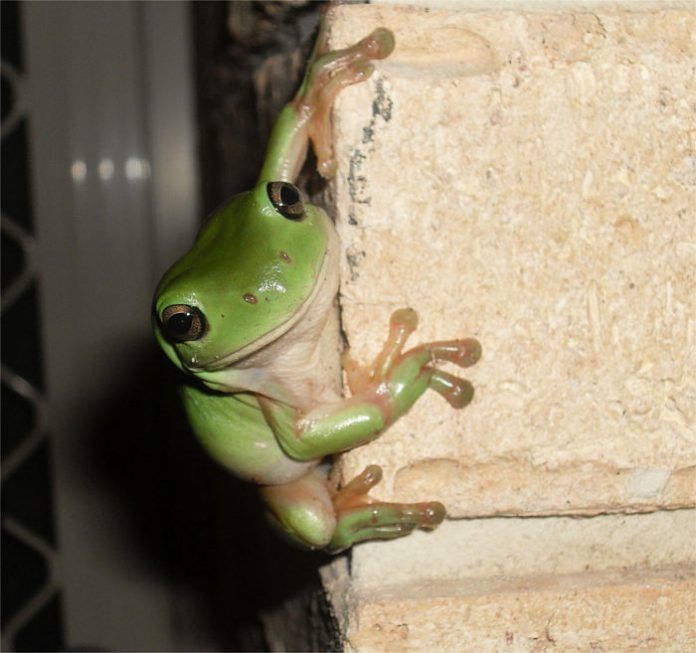 Consejos para cuidar a tu rana arborícola verde
