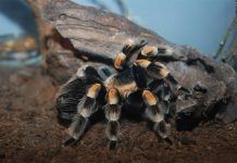 ¿Te has planteado tener una araña como mascota? Araña de rodillas blancas