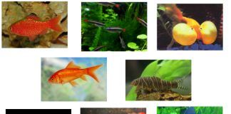 Los peces del acuario