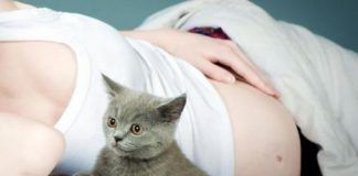 Gato con su dueña embarazada