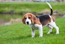 Beagle de paseo