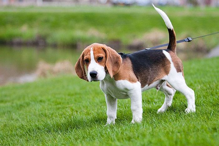Beagle de paseo